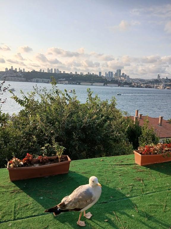 YEŞİL MAVİ CAFE fotoğraf 2