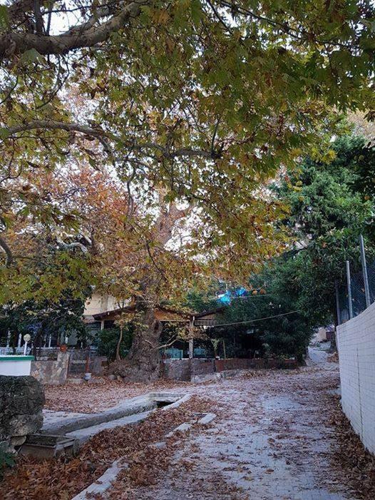 HAMMUŞUN YERİ YAĞMUR KAHVALTI SALONU fotoğraf 8