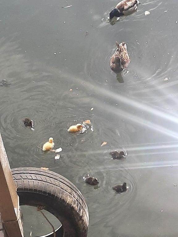 BALIK PAZARI ÇALIŞ fotoğraf 2
