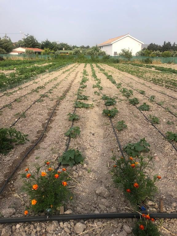 Sakızlar Restoran fotoğraf 2