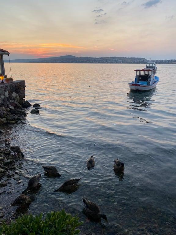 Tamam Meyhane fotoğraf 1