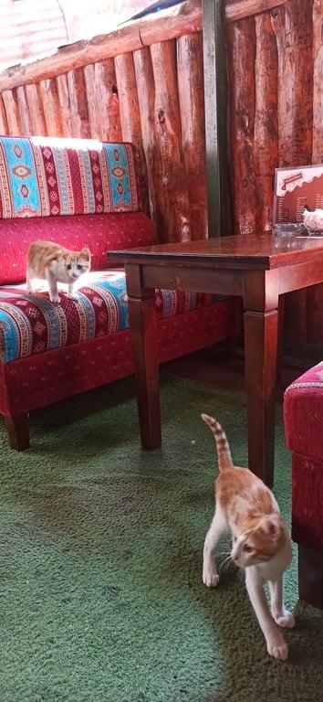 Lusnika Kafe fotoğraf 6