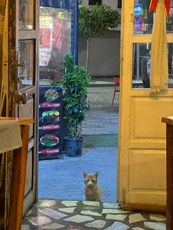 Frıendly Corner Restoran fotoğraf 18