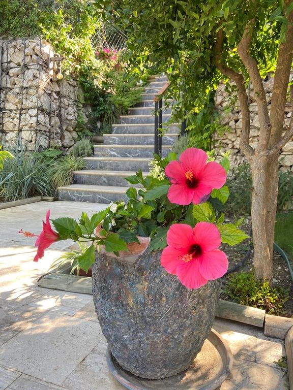 Pinoliva Garden Restaurant fotoğraf 18