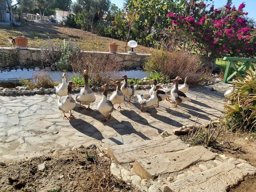 Çeşme Bahçelika Kahvaltı - Çeşme fotoğraf 9