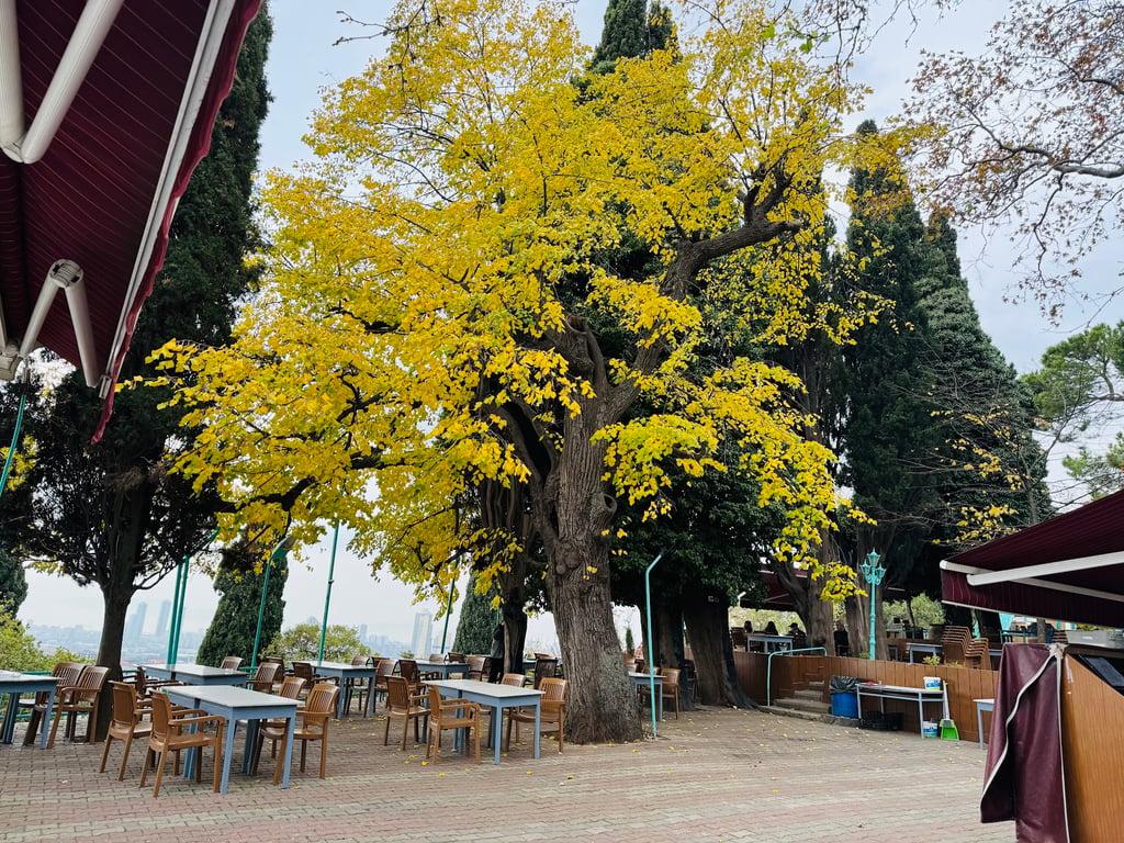 Ayazma Çay Bahçesi fotoğraf 21