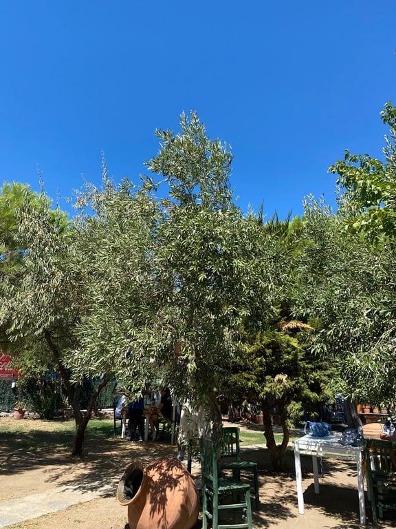 Cunda Bahçecik fotoğraf 13