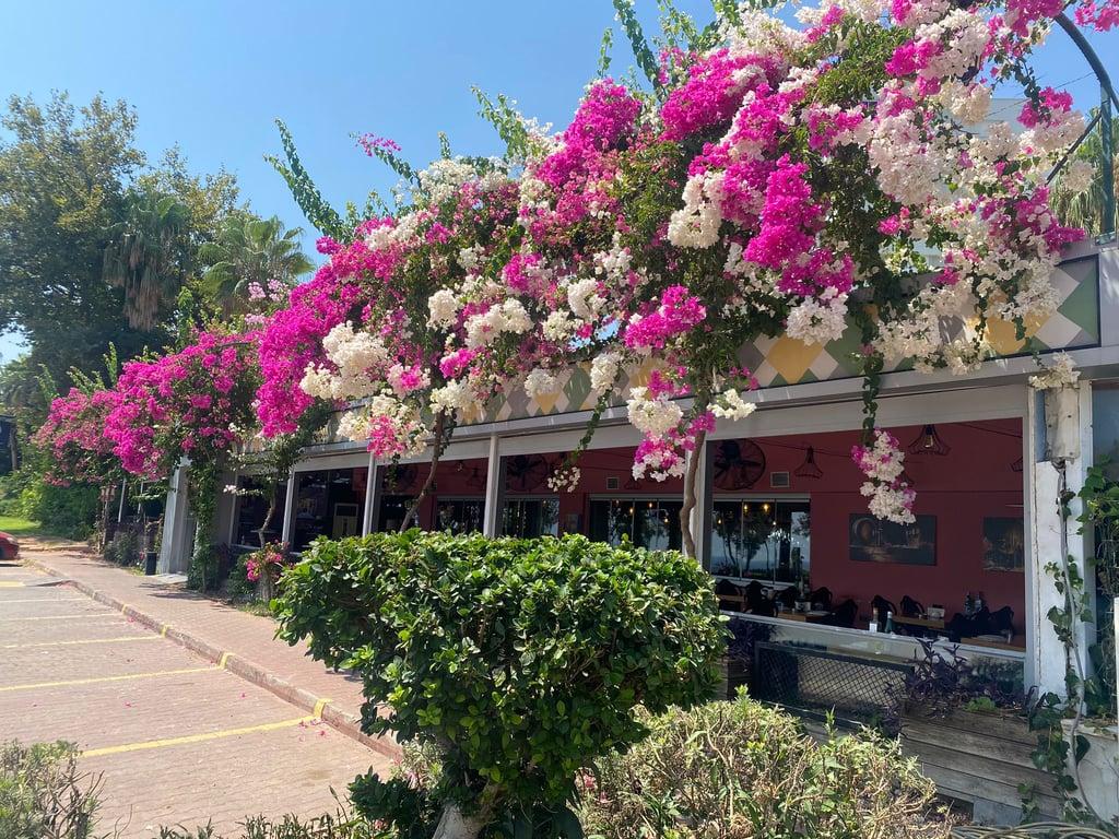 Bella Vita Restaurant fotoğraf 10