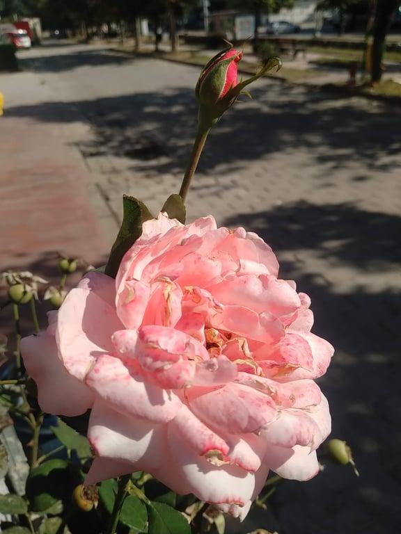Derya Pastanesi & Cafe fotoğraf 20