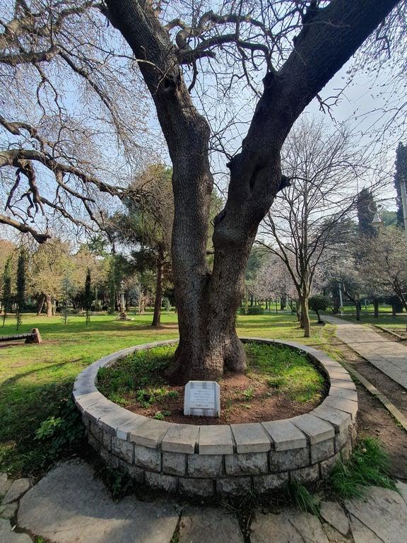 Fenerbahçe Parkı fotoğraf 18