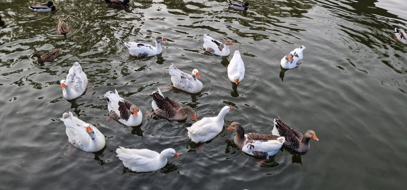 BALIK PAZARI ÇALIŞ fotoğraf 1