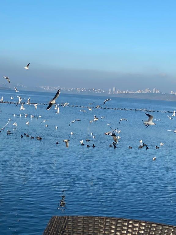 Lagünmangalbasi&Cafe fotoğraf 3