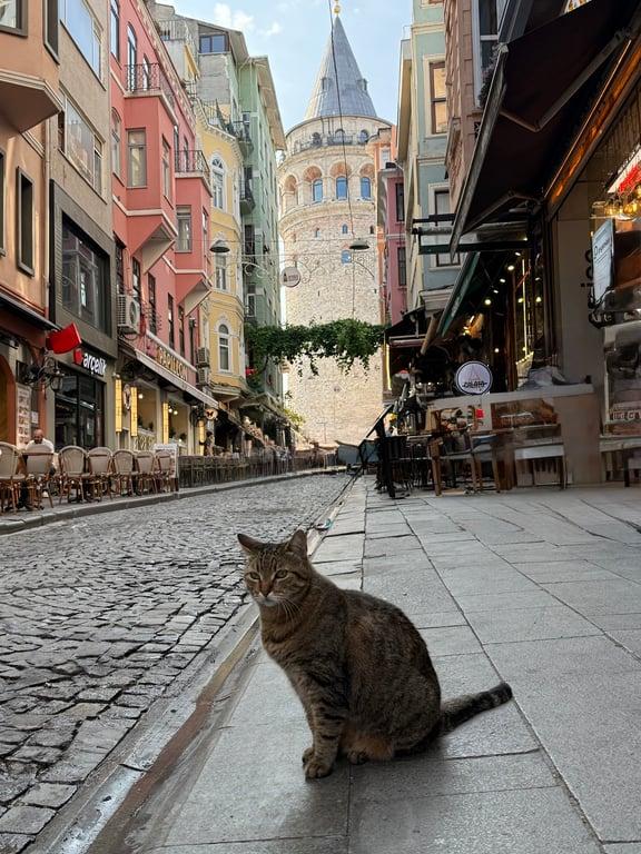 Gallant Galata fotoğraf 12
