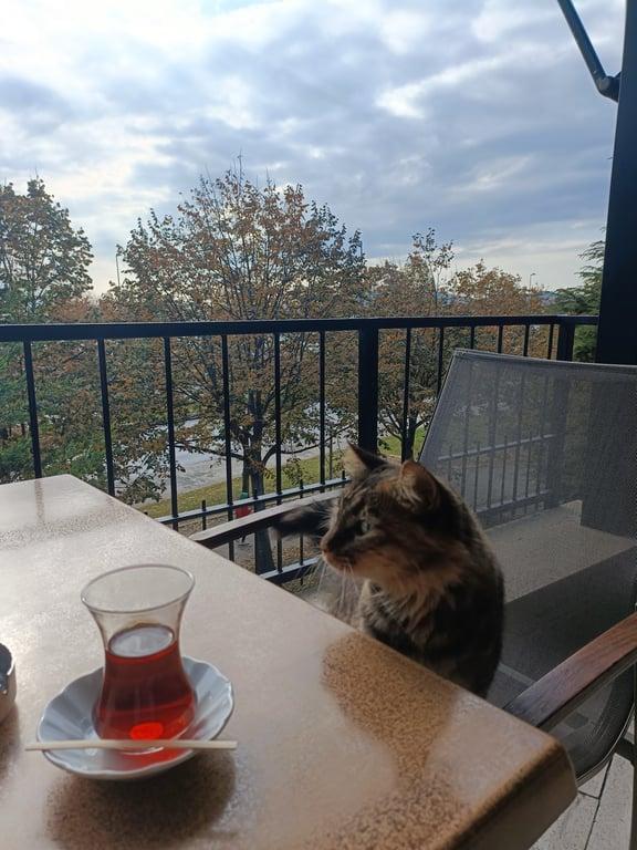 PenCR Burun fotoğraf 4