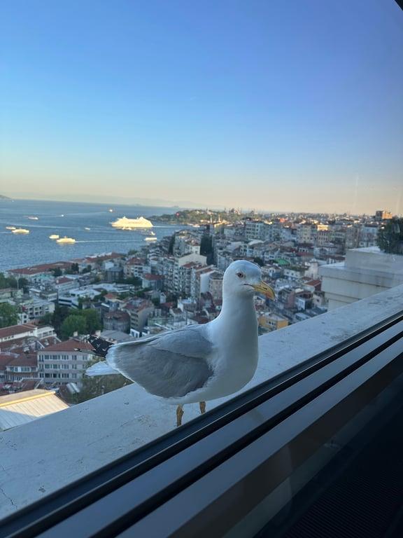 IZAKA TERRACE fotoğraf 9