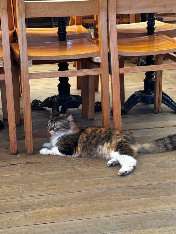 Thales Cafe Kadıköy fotoğraf 3