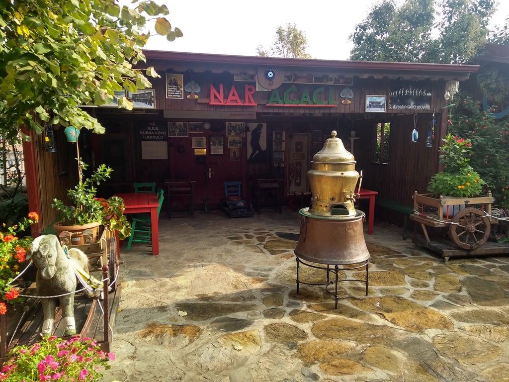 Kurna Nar Ağacı fotoğraf 11