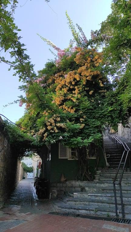 Payedar Kahve fotoğraf 10