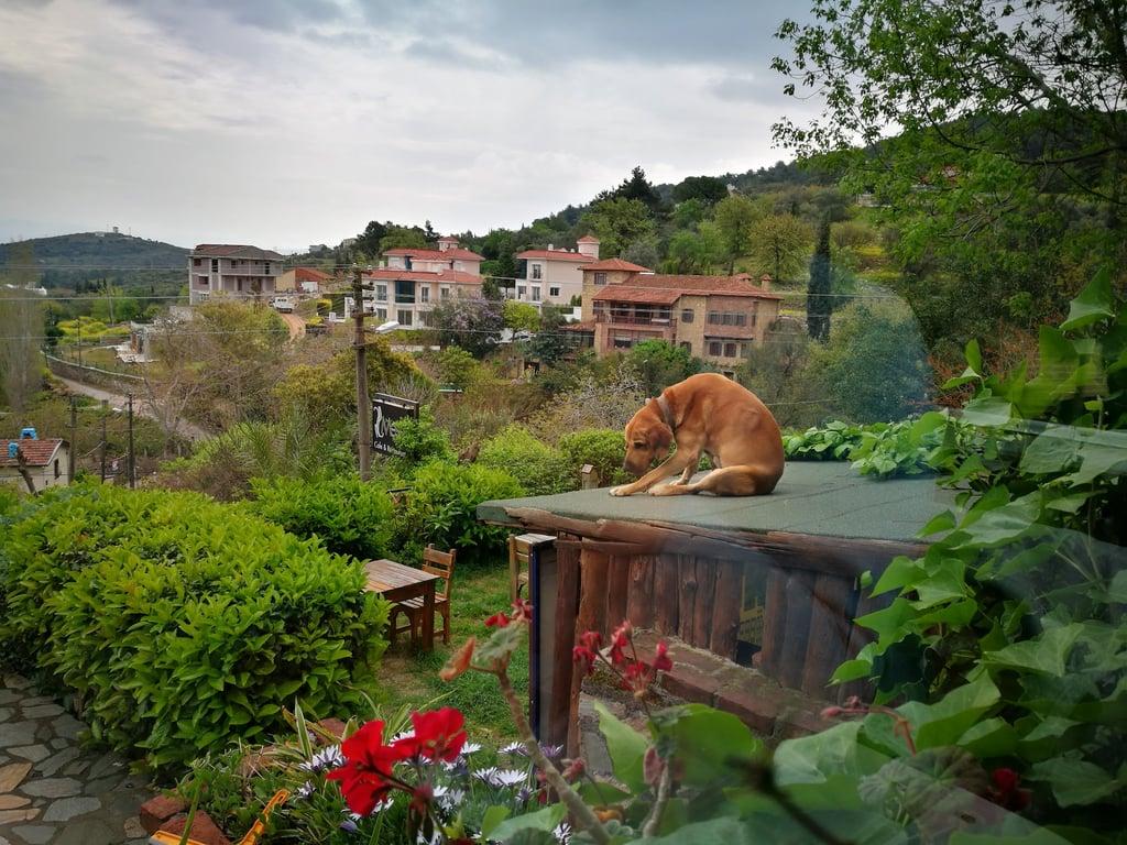 Cafe Messt Restaurant fotoğraf 12