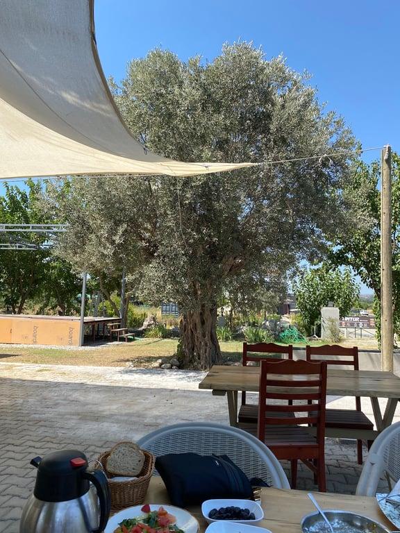 İnek Obası - Urla Kahvaltı fotoğraf 6