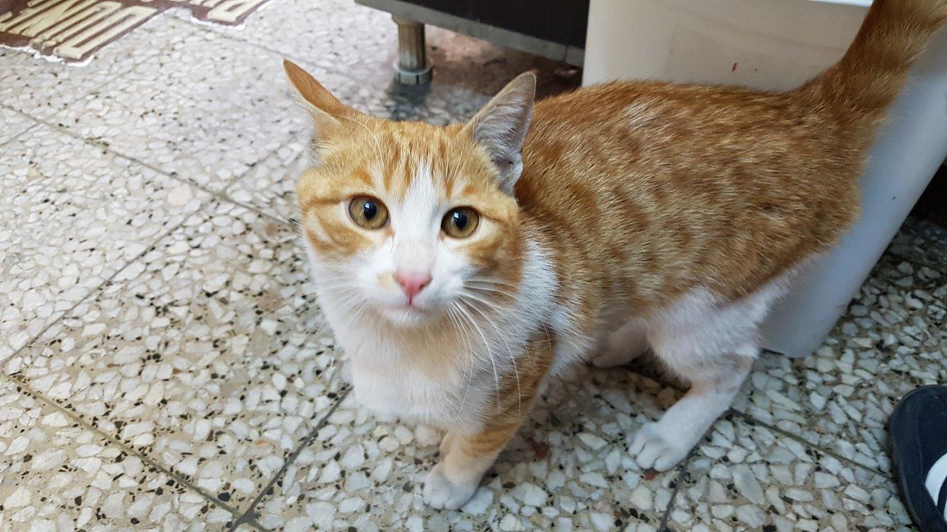 Luay Restoran fotoğraf 3