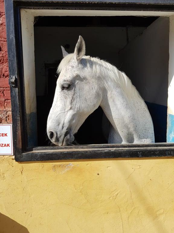 Fransız Bahçeleri fotoğraf 4
