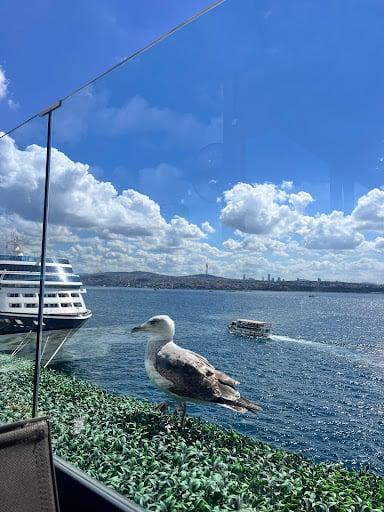 Loi Bosphorus fotoğraf 4