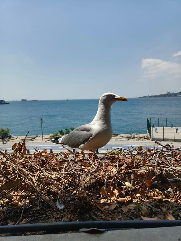 Salacak Restaurant fotoğraf 13