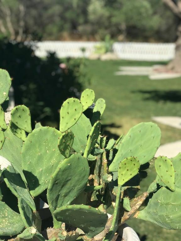 Zeytinaltı kahvaltı Alaçatı fotoğraf 2