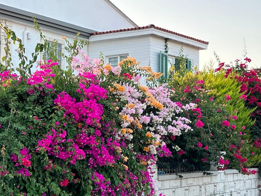 Alaçatı XL Kahvaltı & konaklama fotoğraf 16