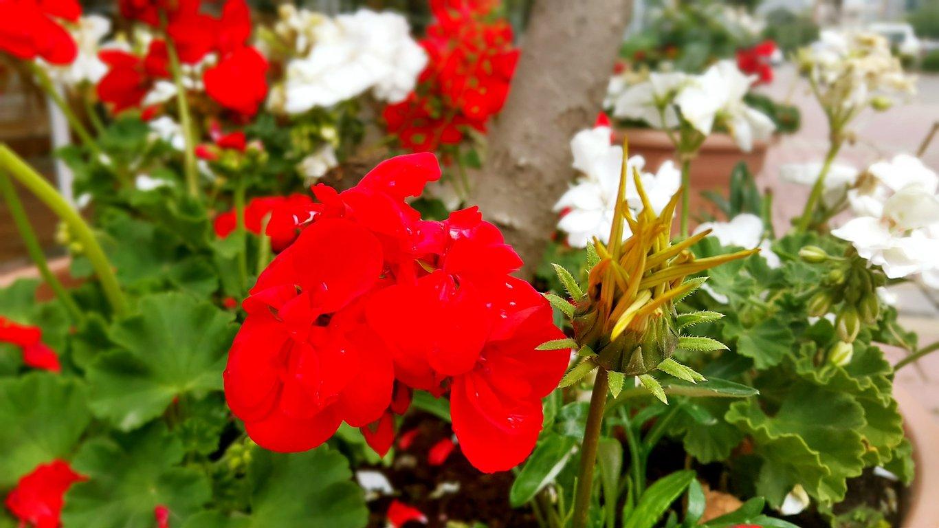 Buzzy Mahmutlar fotoğraf 14
