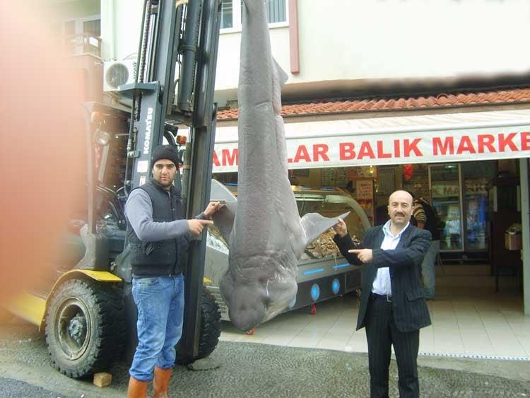 Kocamanlar Balık Restoran Beşevler