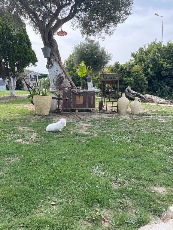 Sakızlar Restoran fotoğraf 15