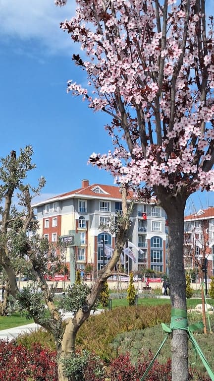 Abelia Konakları fotoğraf 5