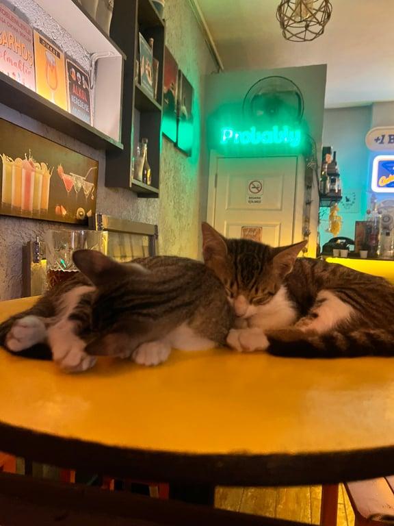 Orman Bar fotoğraf 6
