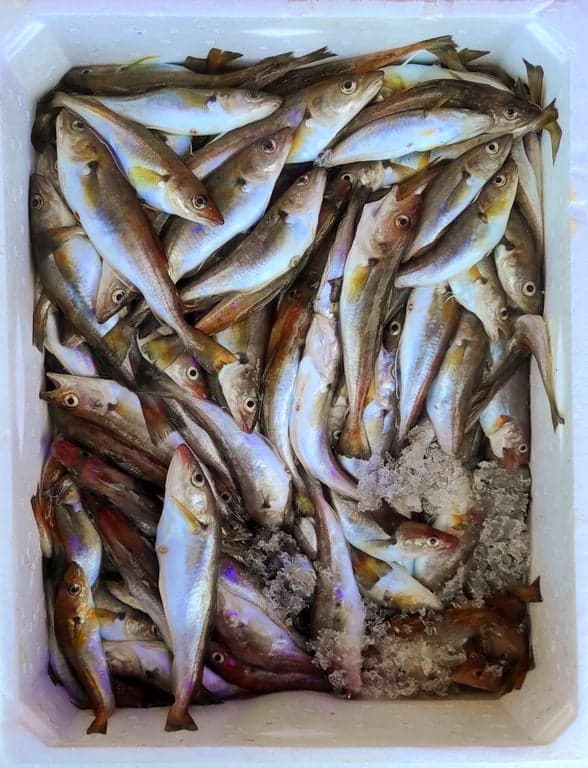 Sariyer Balik Restaurant fotoğraf 2