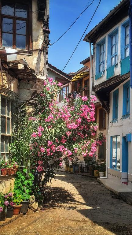 Zeytinbağı
