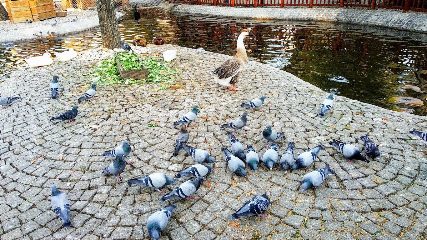 Kuğulupark Restaurant & Cafe fotoğraf 4