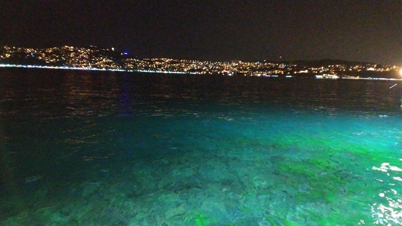 Taka balık fotoğraf 7