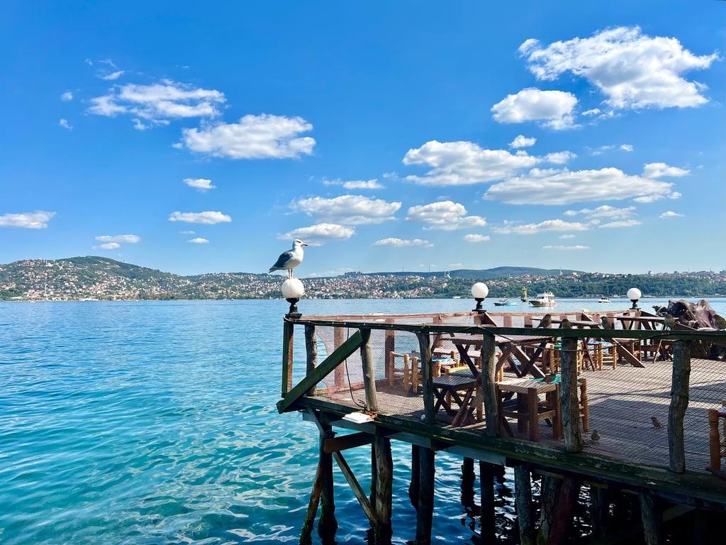 Taka balık fotoğraf 8