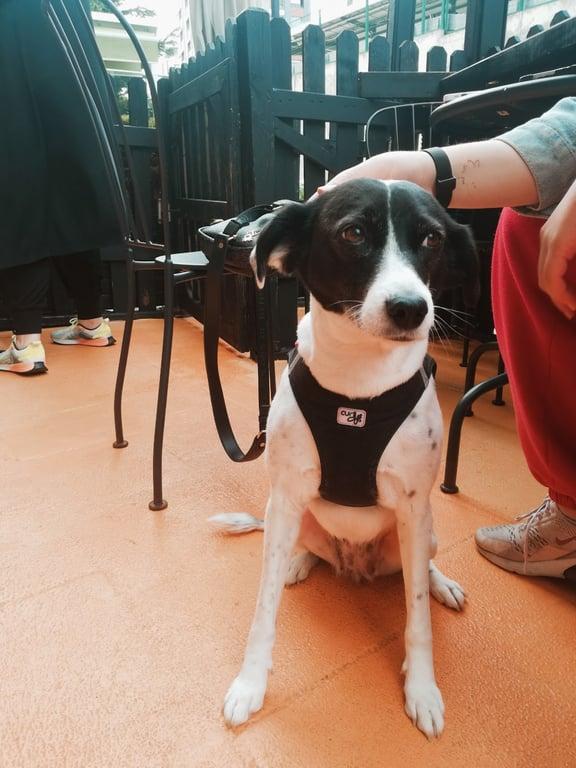 Jack's Dog Cafe fotoğraf 1