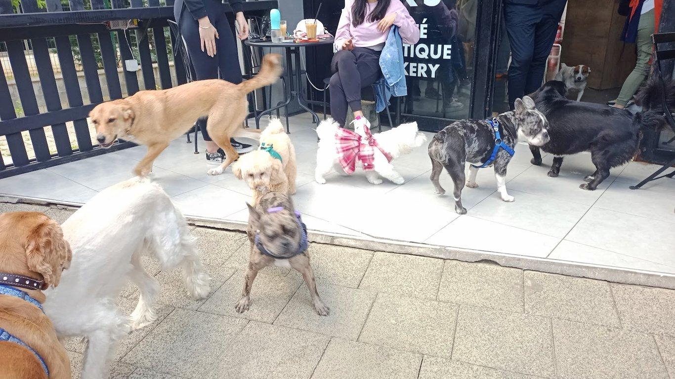 Jack's Dog Cafe fotoğraf 5
