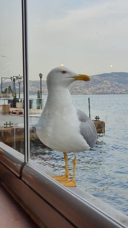 Arnavutköy Balıkçısı Yeniköy fotoğraf 4