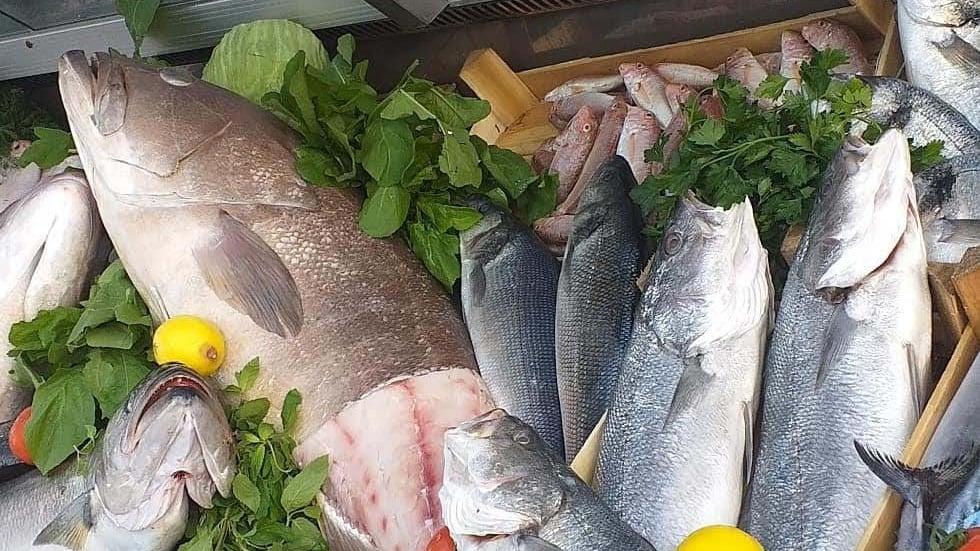 Marin balik fotoğraf 2
