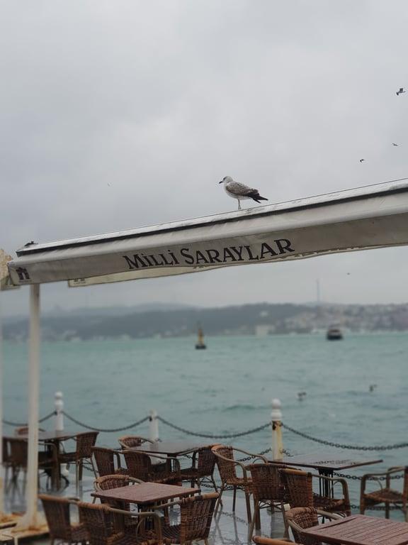 OASIS RESTAURANT fotoğraf 6