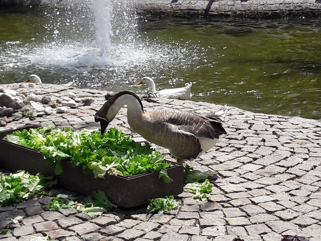 Kuğulupark Restaurant & Cafe fotoğraf 5
