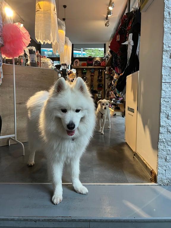 Jack's Dog Cafe fotoğraf 3