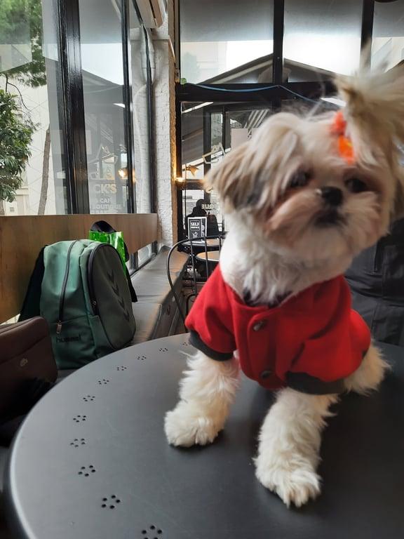 Jack's Dog Cafe fotoğraf 2