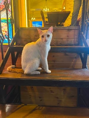 Restoran paylaşımı